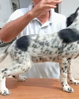 Setter Inglese