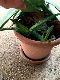 Piantine di Aloe maculata