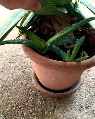 Piantine di Aloe maculata