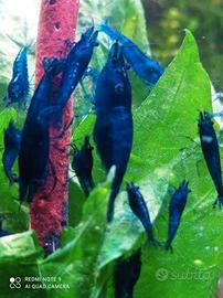 Caridine di selezione facili da allevare