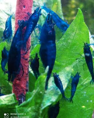 Caridine di selezione facili da allevare