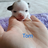 Chihuahua maschietti