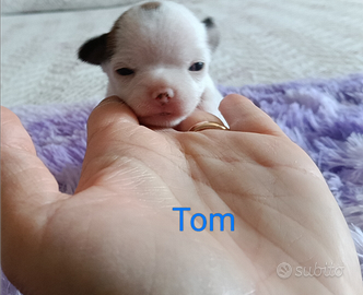 Chihuahua maschietti