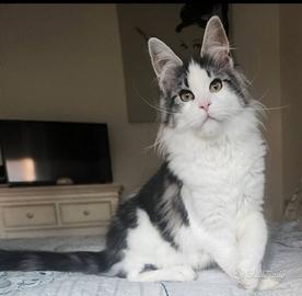 Maine coon