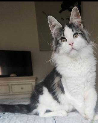 Maine coon