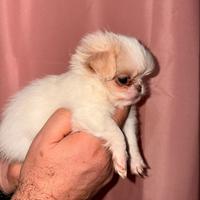 Cucciolo chihuahua maschietto