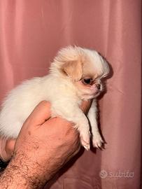 Cucciolo chihuahua maschietto