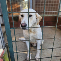 Adozione gratuita simil labrador