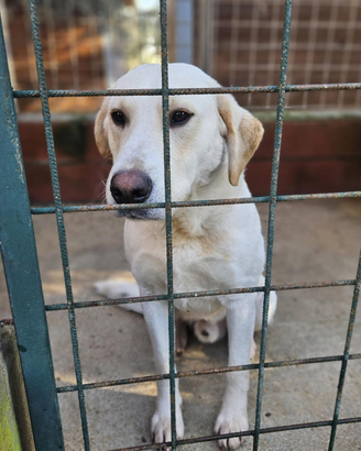 Adozione gratuita simil labrador
