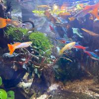 Giovani Guppy (pesci tropicali)