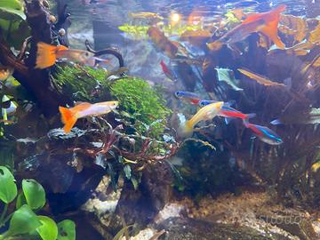 Giovani Guppy (pesci tropicali)