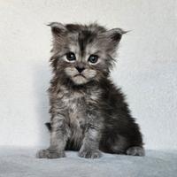 Cucciole Maine Coon pedigree ANFI