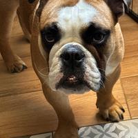 Bulldog inglese per monta