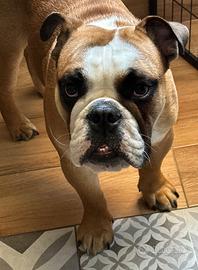 Bulldog inglese per monta