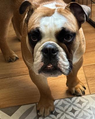 Bulldog inglese per monta