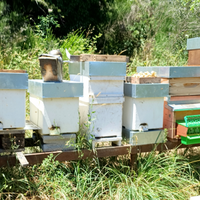 Nuclei di api da miele