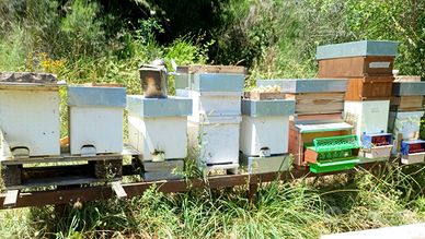 Nuclei di api da miele