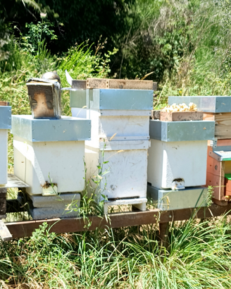 Nuclei di api da miele