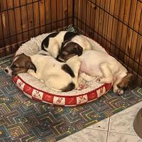 Cuccioli di Jack Russell Terrier