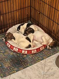 Cuccioli di Jack Russell Terrier