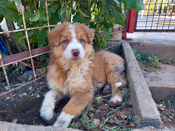 Australian Shepherd/Pastore Australiano cucciolo