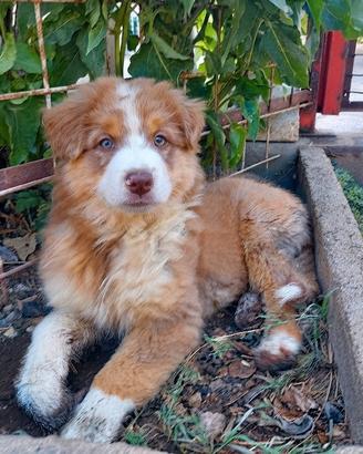 Australian Shepherd/Pastore Australiano cucciolo