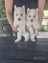 Husky siberian cuccioli con pedigree