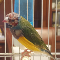 Diamanti di gould
