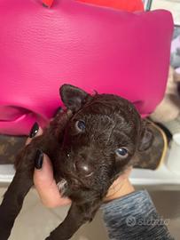 Barboncina Particolor marrone nana