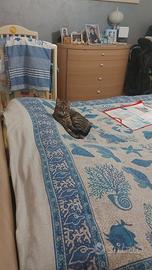 Gatta sterilizzata 8 anni