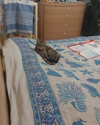 Gatta sterilizzata 8 anni