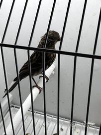 Canari