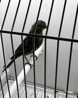 Canari