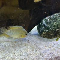 Ciclidi Herotilapia multispinosa