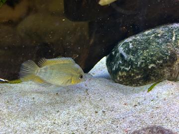 Ciclidi Herotilapia multispinosa