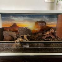 Geco leopardino+terrario