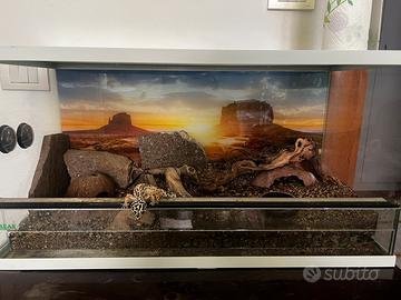 Geco leopardino+terrario