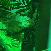 Iguana verde 3 anni