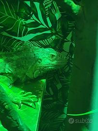 Iguana verde 3 anni
