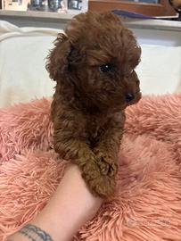 Barboncino mini toy red