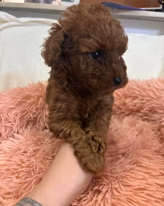 Barboncino mini toy red