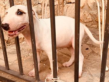 Bull terrier