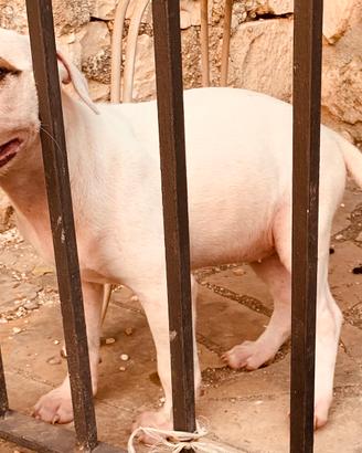 Bull terrier