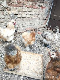 Galline Moroseta