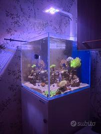 Acquario  Tropicale