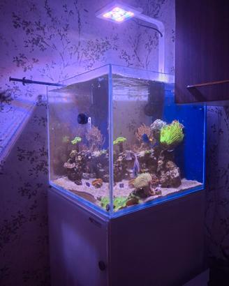 Acquario  Tropicale