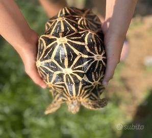 Tartarughe Geochelone Elegans adulte riproduttive
