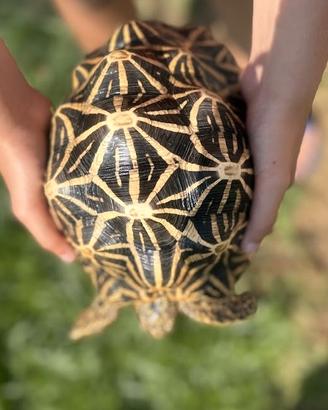 Tartarughe Geochelone Elegans adulte riproduttive