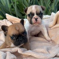 Bulldog francese cuccioli