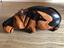 Immagine 3